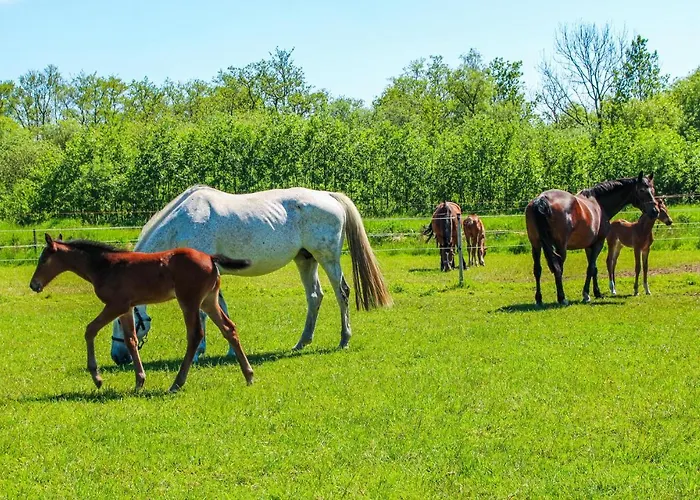 Hébergement de vacances 2 Bedroom Awesome In Udenhout